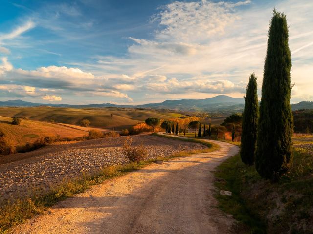 Cypress-lined road and rolling fields in the Val d'Orcia, Tuscany